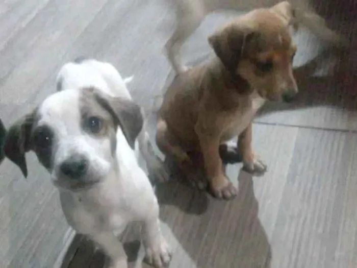 Cachorro ra a  idade 2 a 6 meses nome Não sei 