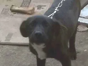 Cachorro raça Labrador idade 2 a 6 meses nome Boby