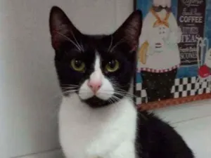 Gato raça Srd idade 2 anos nome ×× KYARA ××