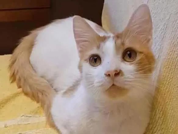 Gato ra a srd bicolor idade 7 a 11 meses nome * OZZI *