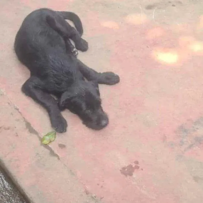 Cachorro ra a SRD idade 2 a 6 meses nome Zeus