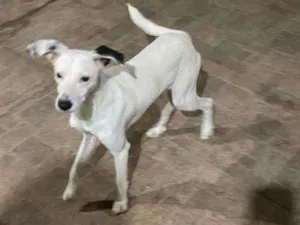 Cachorro raça SRD idade 7 a 11 meses nome Flocos 