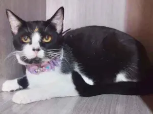 Gato raça SRD  idade 2 a 6 meses nome Juliet 