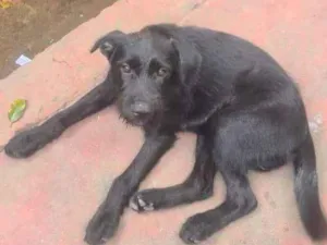 Cachorro raça SRD idade 2 a 6 meses nome Zeus