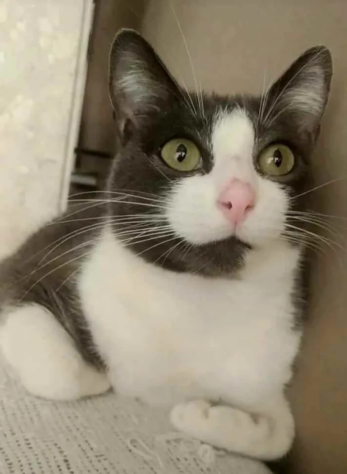 Gato ra a srd bicolor idade 2 anos nome ** AYSHA **
