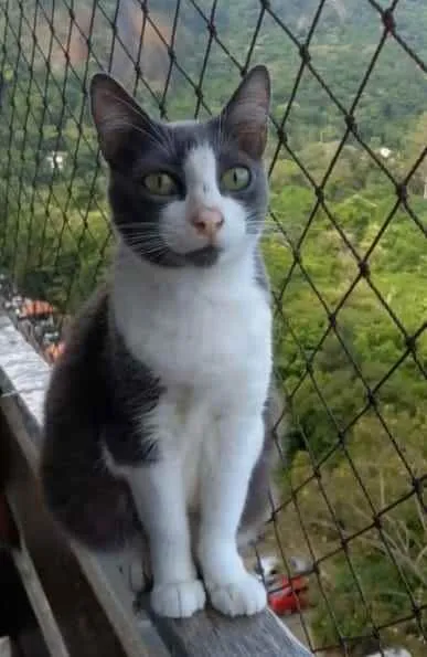 Gato ra a srd bicolor idade 2 anos nome ** AYSHA **
