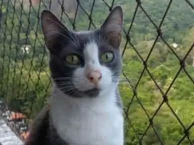 Gato ra a srd bicolor idade 2 anos nome ** AYSHA **