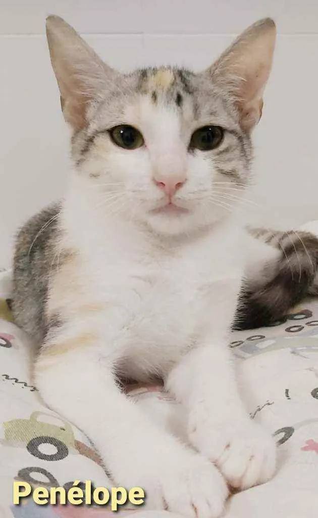 Gato raça srd tricolor idade 2 a 6 meses nome ×× Penélope ××