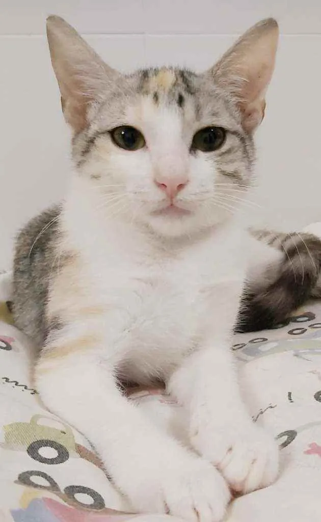 Gato raça srd tricolor idade 2 a 6 meses nome ×× Penélope ××