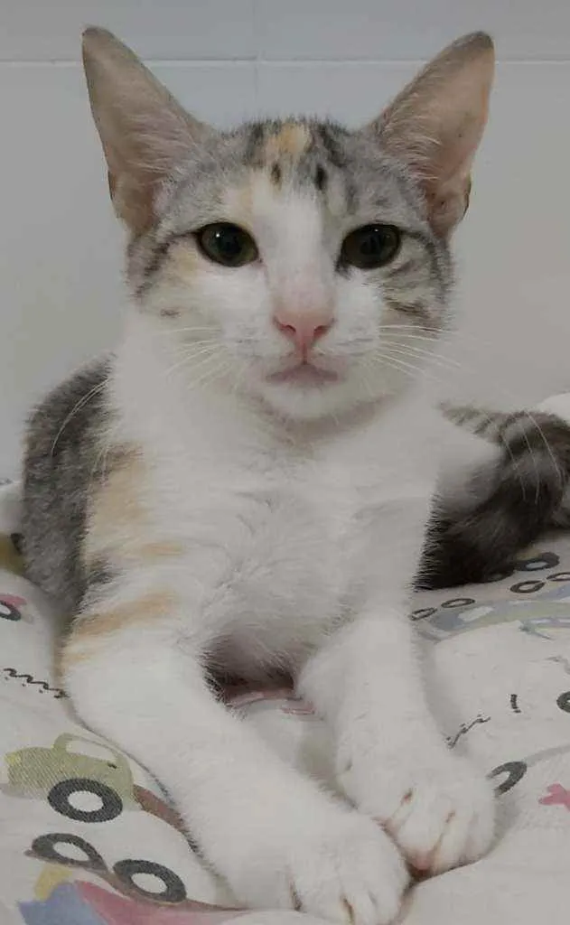 Gato raça srd tricolor idade 2 a 6 meses nome ×× Penélope ××