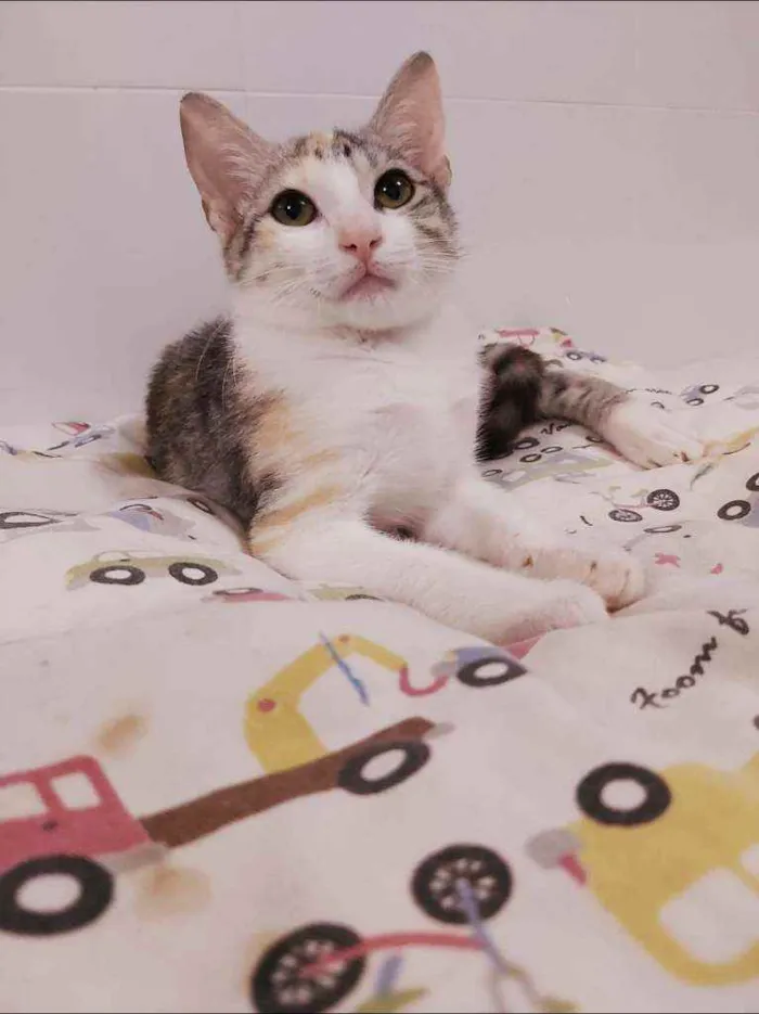 Gato raça srd tricolor idade 2 a 6 meses nome ×× Penélope ××