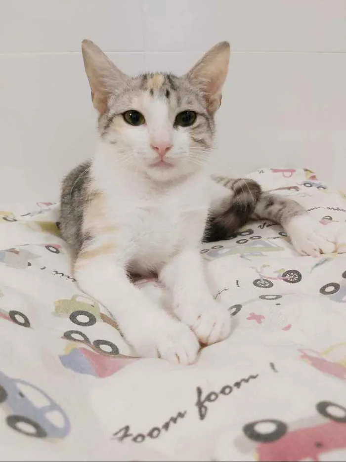 Gato raça srd tricolor idade 2 a 6 meses nome ×× Penélope ××