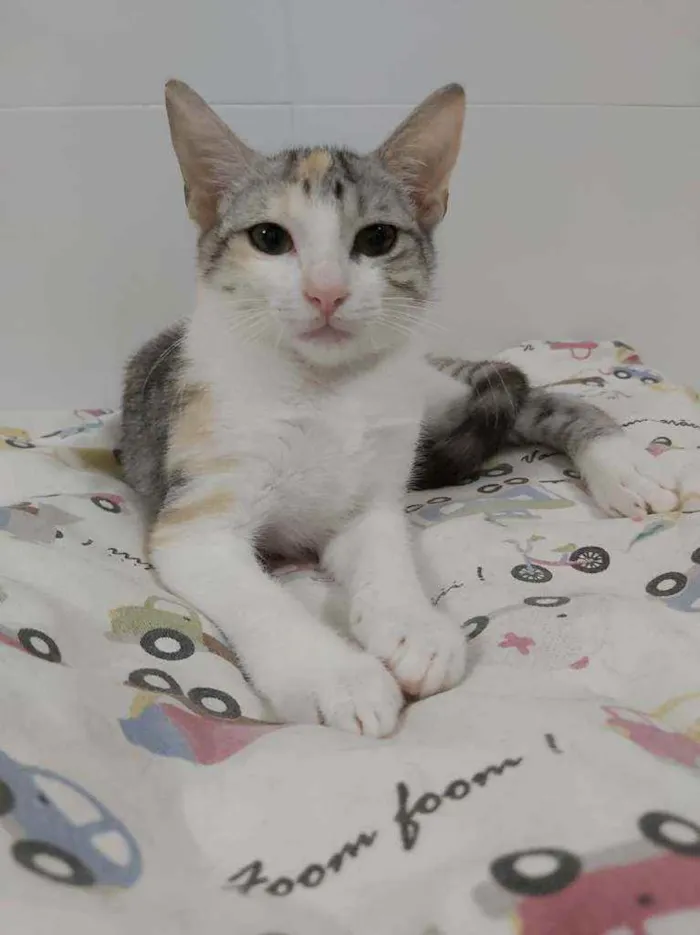 Gato raça srd tricolor idade 2 a 6 meses nome ×× Penélope ××