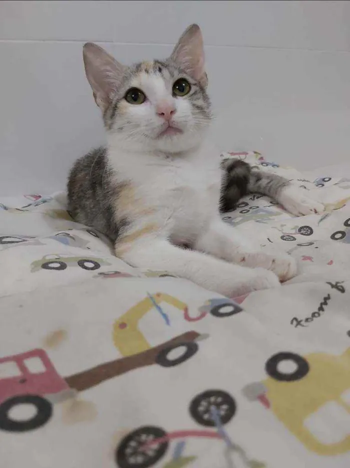 Gato raça srd tricolor idade 2 a 6 meses nome ×× Penélope ××