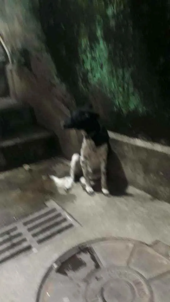 Cachorro ra a SRD idade 1 ano nome Lua