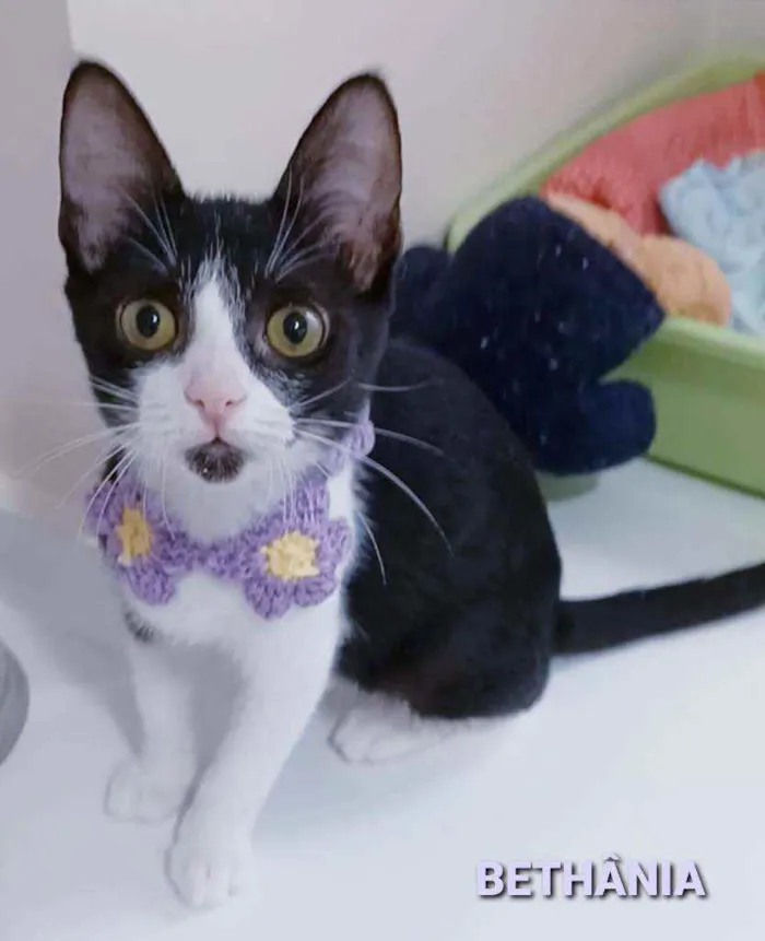 Gato ra a srd frajolinha  idade 2 a 6 meses nome # BETHÂNIA #