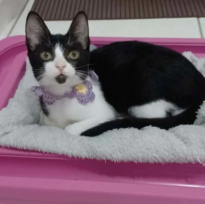 Gato ra a srd frajolinha  idade 2 a 6 meses nome # BETHÂNIA #