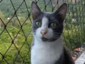 Gato raça srd bicolor idade 2 anos nome ** AYSHA **