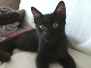 Gato raça srd idade 2 a 6 meses nome % BAGUERA %