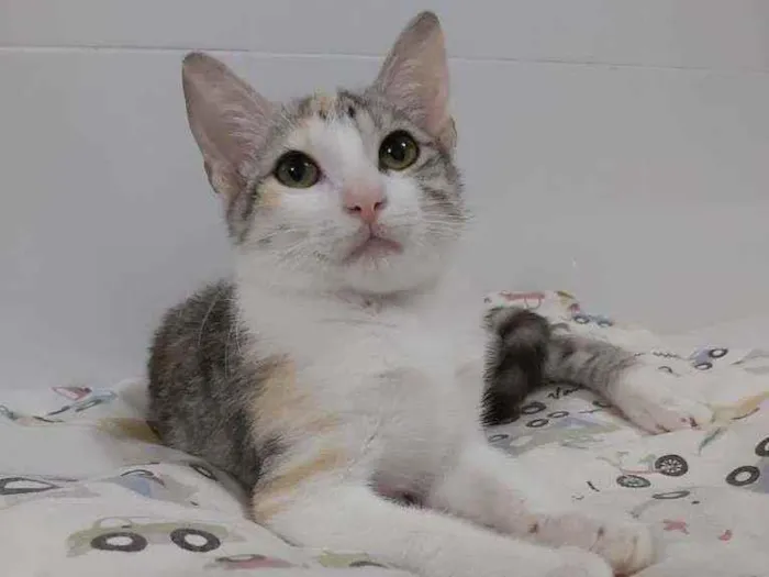 Gato raça srd tricolor idade 2 a 6 meses nome ×× Penélope ××