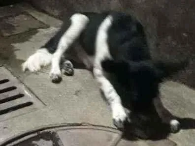 Cachorro ra a SRD idade 1 ano nome Lua