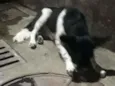 Lua