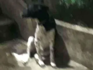Cachorro raça SRD idade 1 ano nome Lua