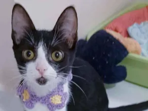Gato raça srd frajolinha  idade 2 a 6 meses nome # BETHÂNIA #