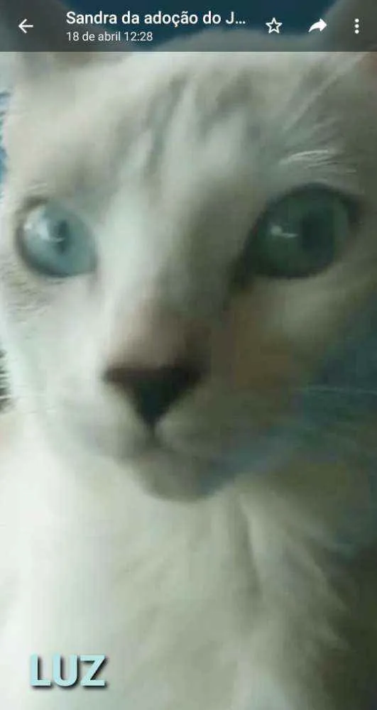 Gato ra a Srd idade 7 a 11 meses nome ×× LUZ ××