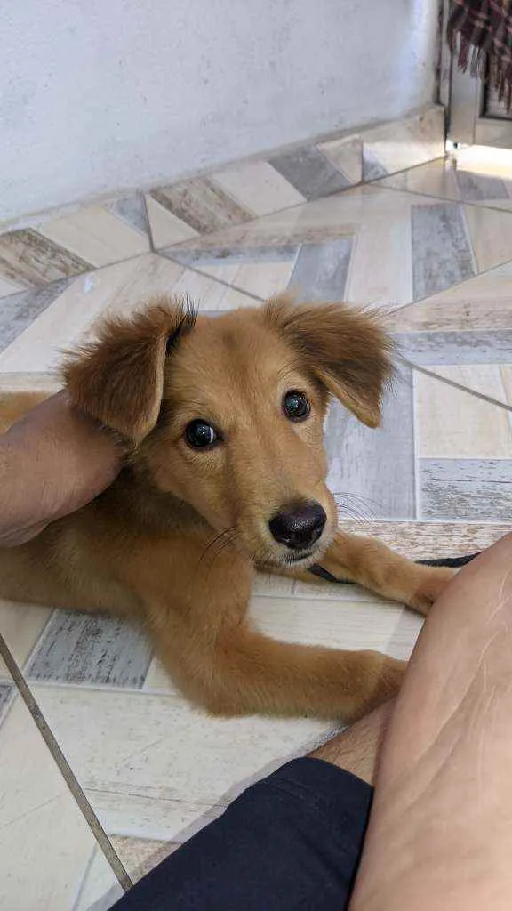 Cachorro ra a Vira Lata idade 2 a 6 meses nome Snoopy