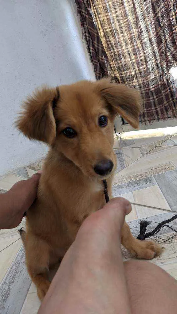 Cachorro ra a Vira Lata idade 2 a 6 meses nome Snoopy