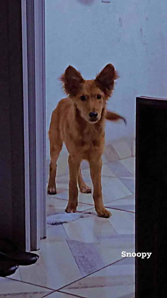 Cachorro ra a Vira Lata idade 2 a 6 meses nome Snoopy