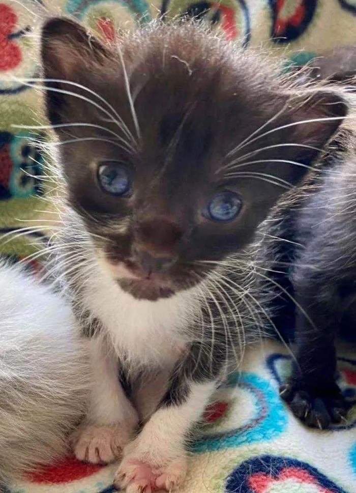 Gato ra a SRD idade Abaixo de 2 meses nome Nicolau