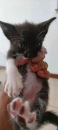 Nicolau
