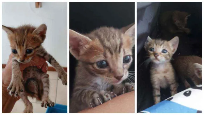 Gato ra a SRD idade Abaixo de 2 meses nome Bebès delícias