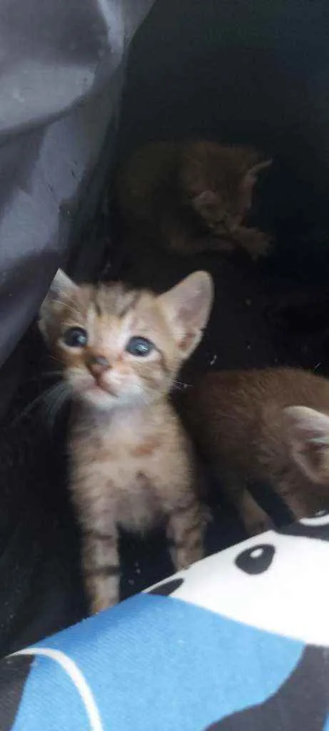 Gato ra a SRD idade Abaixo de 2 meses nome Bebès delícias