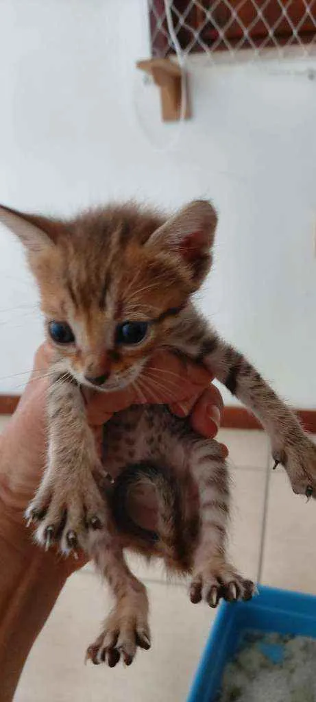 Gato ra a SRD idade Abaixo de 2 meses nome Bebès delícias