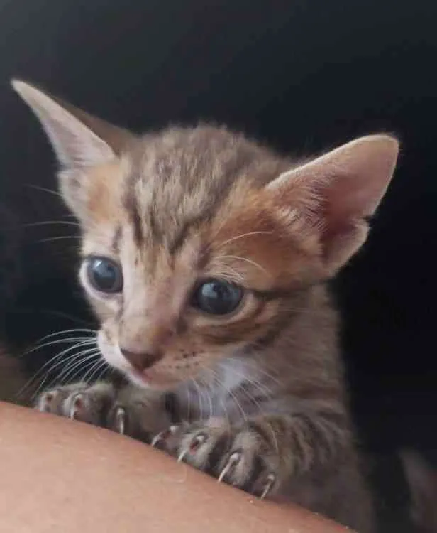 Gato ra a SRD idade Abaixo de 2 meses nome Bebès delícias