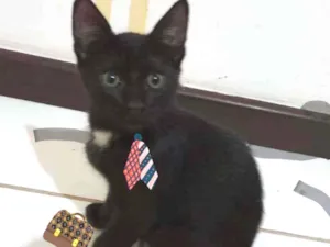 Gato raça Srd idade 2 a 6 meses nome Zezinho 