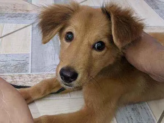 Cachorro ra a Vira Lata idade 2 a 6 meses nome Snoopy