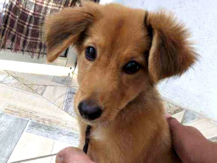 Cachorro ra a Vira Lata idade 2 a 6 meses nome Snoopy