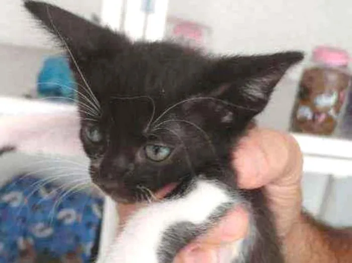 Gato ra a SRD idade Abaixo de 2 meses nome Nicolau