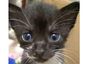 Gato raça SRD idade Abaixo de 2 meses nome Nicolau