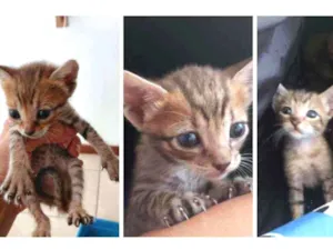 Gato raça SRD idade Abaixo de 2 meses nome Bebès delícias