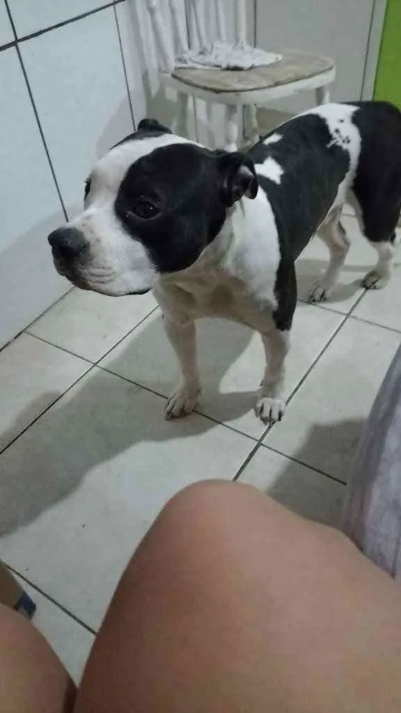 Cachorro ra a Pitbul  idade 7 a 11 meses nome Não sei 