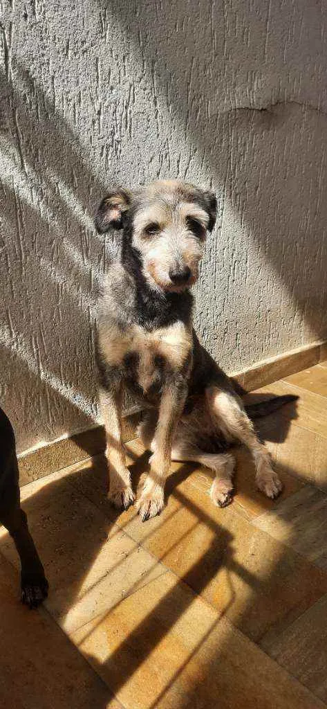 Cachorro ra a SRD idade 6 ou mais anos nome Estopa