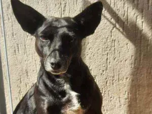 Cachorro raça SRD idade 6 ou mais anos nome Roliça