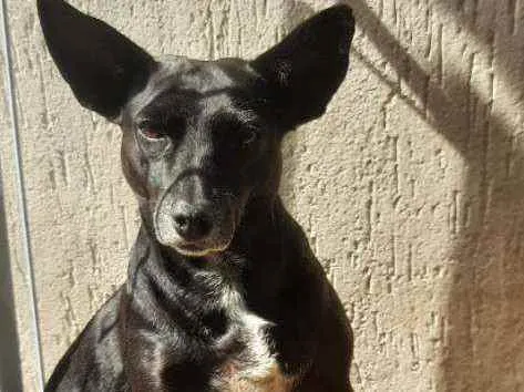 Cachorro ra a SRD idade 6 ou mais anos nome Roliça