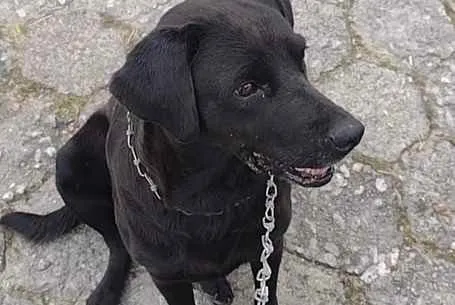 Cachorro ra a  idade 3 anos nome Não sei 