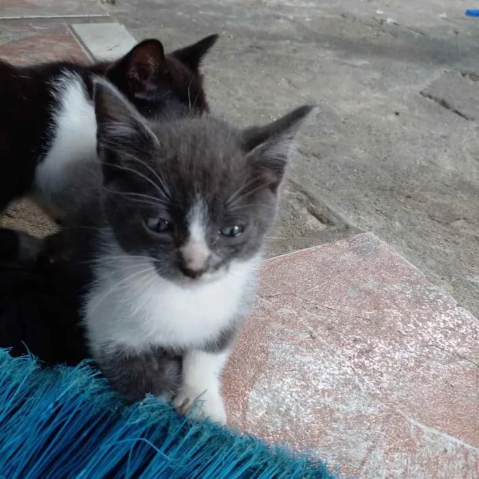 Gato ra a  idade Abaixo de 2 meses nome Não sei 